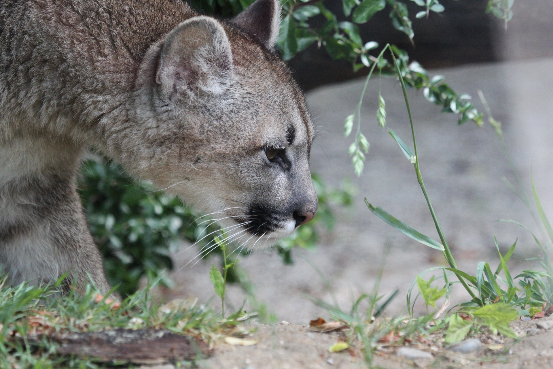 Dreieck der Heldenreise, Puma Krafttier
