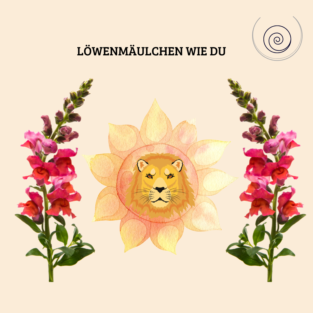 LöwenmäulchenBild Löwenmäulchen für Traumzeitmeditationen Verletzlichkeit und Stärke